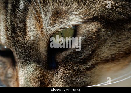 Close-up of a cat Banque D'Images
