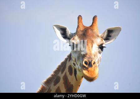 Portrait de Rothschild Giraffe dans le parc national de Murchison Falls en Ouganda Banque D'Images