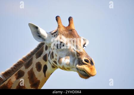 Portrait de Rothschild Giraffe dans le parc national de Murchison Falls en Ouganda Banque D'Images