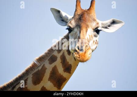 Portrait de Rothschild Giraffe dans le parc national de Murchison Falls en Ouganda Banque D'Images