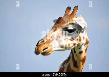 Portrait de Rothschild Giraffe dans le parc national de Murchison Falls en Ouganda Banque D'Images