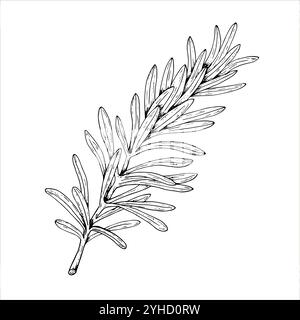 Illustrations botaniques vectorielles graphiques avec romarin. Croquis de ligne noire avec des herbes et des épices. Deux versions - avec et sans remplissage Illustration de Vecteur