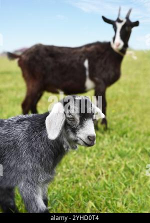 Bébé chèvre avec sa mère dans une ferme rurale. Agriculture et animaux. Banque D'Images