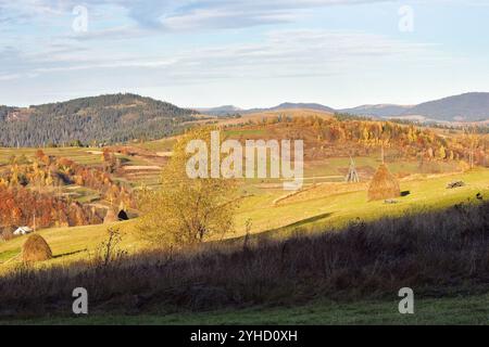 paysage rural montagneux en automne. arbre jaune et botte de foin sur la colline herbeuse. après-midi ensoleillé. beau paysage de campagne de l'ukraine en automne Banque D'Images