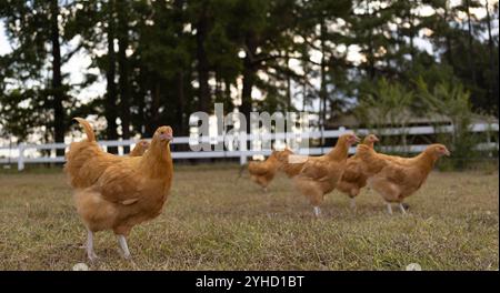 Poulettes de poulet Orpington buff bio en liberté dans un groupe regardant au-dessus de l'herbe pour des repas faciles. Banque D'Images