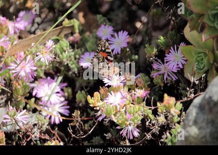 Australian Painted Lady (Vanessa kershawi) papillon buvant nectar de fleur rose succulente Banque D'Images