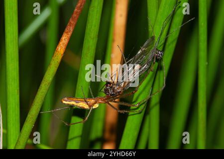 Un tisserand orbe à longues mâchoires a attrapé un insecte dans sa toile dans une végétation de Common Rush Banque D'Images