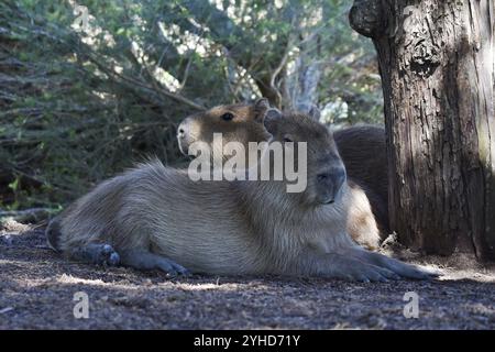 Capybara ou capybara (Hydrochoerus hydrochaeris) vivant librement dans la zone résidentielle du delta du nord, Buenos Aires, Argentine, Amérique du Sud Banque D'Images