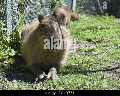 Capybara ou capybara avec des jeunes (Hydrochoerus hydrochaeris) vivant librement dans la zone résidentielle du delta du nord, Buenos Aires, Argentine, Sud Banque D'Images