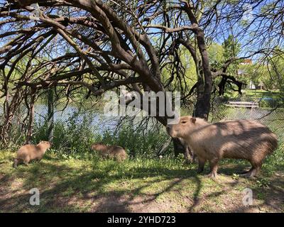 Capybara ou capybara avec des jeunes (Hydrochoerus hydrochaeris) vivant librement dans la zone résidentielle du delta du nord, Buenos Aires, Argentine, Sud Banque D'Images