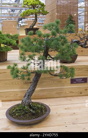 Bonsaï, pin blanc japonais (Pinus parviflora) . Âge, environ 70 ans. Exposition de bonsaï à Aptekarsky Ogorod (une branche du jardin botanique de M. Banque D'Images