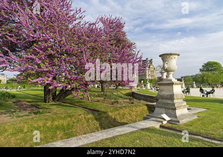 PARIS, FRANCE, 8 MAI 2016 : Cercis Siliquastrum (arbre de Judas) fleuri. Jardin des Tuileries. Paris. France Banque D'Images