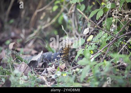 Lézard bandé (Varanus salvator), Tissamaharama, Province du Sud, Sri Lanka, Asie Banque D'Images