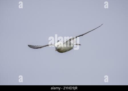 Fulmar nord en vol, Fulmarus glacialis, Westray, Orcades, Écosse, grande-Bretagne Banque D'Images