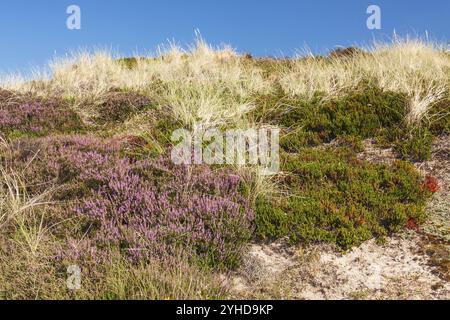 Végétation dunaire avec bruyère fleurie (Calluna vulgaris), foumoises et herbe près de Kampen sur Sylt en août. Végétation dunaire avec bruyère fleurie Banque D'Images