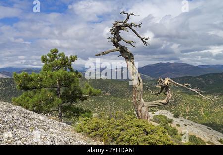 Jeune pin près du tronc de pins longtemps séchés à flanc de montagne. Crimée Banque D'Images