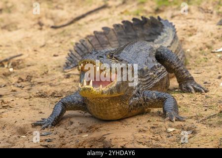 Caïman à lunettes (Caiman crocodilus yacara), crocodile (Alligatoridae), crocodile (Crocodylia), frontal, Pantanal, intérieur des terres, zone humide, biosphère UNESCO Banque D'Images