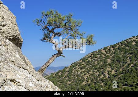 Pin relique poussant sur une colline abrupte, contre un ciel sans nuages. Crimée Banque D'Images