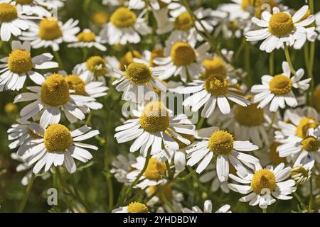 Fleurs de la camomille allemande (Matricaria chamomilla, camomille allemande) fleurs de la camomille allemande (Scented Mayweed, Matricaria chamomilla) Banque D'Images