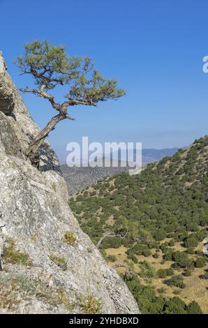 Pin relique poussant sur une colline abrupte, contre un ciel sans nuages. Crimée Banque D'Images