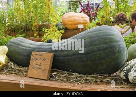 Salon d'automne des produits agricoles. Citrouille de l'espèce Cucurbita moschata de la variété longue de Nice entourée de citrouilles d'autres va Banque D'Images