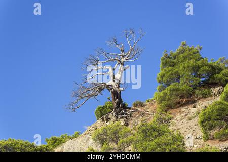 Silhouette d'un pin relique séché contre le ciel bleu sans nuages. Crimée, Novyy Svet Banque D'Images