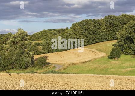 Paysage à la lumière du soir avec des champs de blé, des prairies et des forêts sur le versant de la vallée de Trave près de Bad Oldesloe dans la ferme Schleswig-Holstein Hilly Banque D'Images