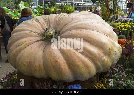 Salon d'automne des produits agricoles. Citrouille (Cucurbita maxima) Banque D'Images