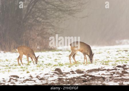 Les cerfs rois mangent de l'herbe dans une prairie enneigée par un jour d'hiver brumeux, dans l'est de la Pologne Banque D'Images