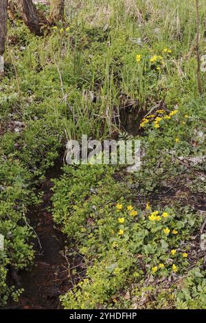 Printemps ou ruisseau source avec marais-souci, saxifrage doré et grand cresson amer (pas en fleur) au printemps au lac Uklei près d'Eutin dans le Schleswi Banque D'Images