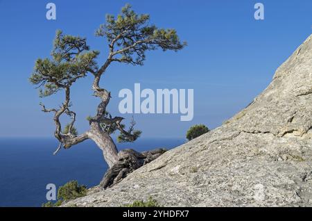 Pin relique sur un rocher contre le ciel bleu sans nuages. Crimée Banque D'Images