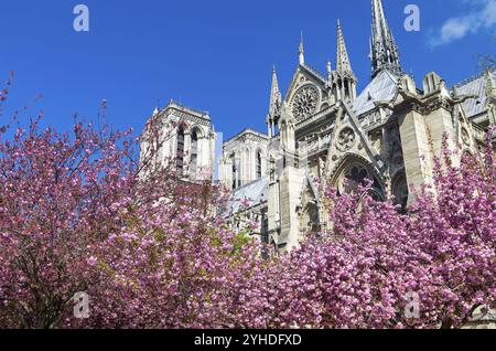 Arbres à fleurs (arbre Judas) sur le fond de la cathédrale notre-Dame. Une journée ensoleillée début avril. Paris, France, Europe Banque D'Images