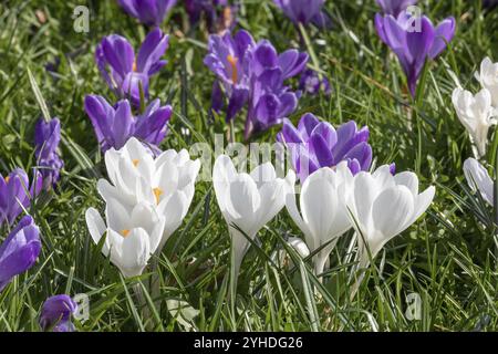 Fleurs blanches et violettes du crocus de printemps (Crocus vernus, crocus de printemps) Banque D'Images