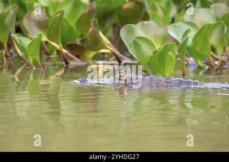 Caïman à lunettes (Caiman crocodilus yacara), crocodile (Alligatoridae), crocodile (Crocodylia), portrait d'animaux, jacinthes d'eau (Pontederia subg. EI Banque D'Images