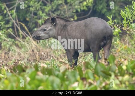 Tapir de plaine (Tapirus terrestris), le soir, mendier, parfumer, Pantanal, intérieur des terres, zone humide, réserve de biosphère de l'UNESCO, site du patrimoine mondial, Wetla Banque D'Images