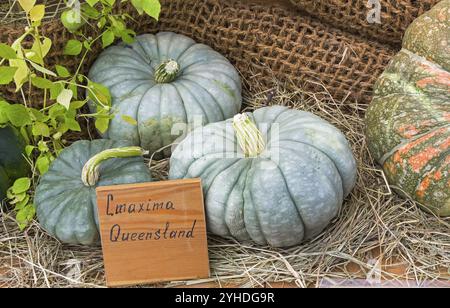 Salon d'automne des produits agricoles. Citrouille (Cucurbita maxima) de la variété Queensland Banque D'Images