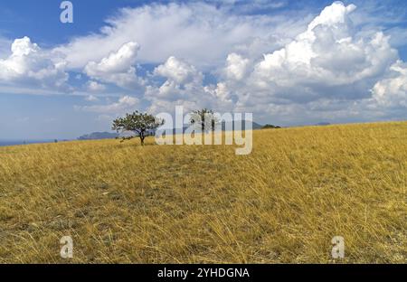 Prairie avec deux arbres sur le sommet plat de la montagne. Crimée Banque D'Images