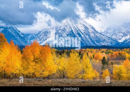 Le brouillard s'élève du mont Moran et des montagnes Teton au-dessus des peupliers d'automne autour d'Oxbow Bend. Parc national de Grand Teton, Wyoming Banque D'Images