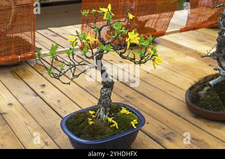 Floraison Forsythia, Bonsaï dans le style de Banque D'Images
