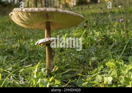 Champignon parasol (Macrolepiota procera) dans les prairies vertes Banque D'Images