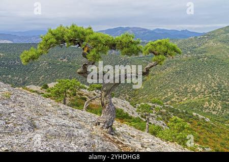 Pin relique avec tronc incurvé et deux cimes d'arbre sur la montagne Sokol (Kush-Kaya) . Crimée Banque D'Images