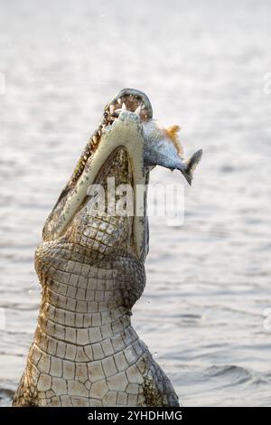 Caïman à lunettes (Caiman crocodilus yacara), crocodile (Alligatoridae), crocodile (Crocodylia), sauts hors de l'eau, piranhas en bouche, Pantanal, Banque D'Images