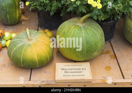 Salon d'automne des produits agricoles. Citrouille de l'espèce Cucurbita moschata Banque D'Images