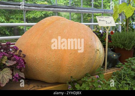 Salon d'automne des produits agricoles. Citrouille (Cucurbita maxima) de la variété Atlantic Giant Banque D'Images