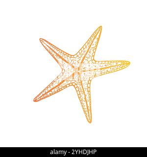 Étoile de mer vectorielle. Esquisse de ligne peinte à la main. Clip art tropical graphique isolé sur fond. Illustration sous-marine. Pour les designers, invitations Illustration de Vecteur