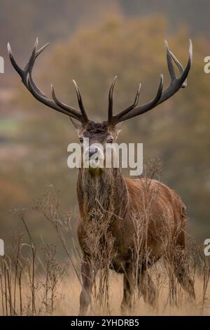 Londres, Royaume-Uni. 11 novembre 2024. Le cerf rouge se promène dans la lumière du matin tandis que la saison des ornières se poursuit dans le parc Richmond, qui abrite plus de 600 cerfs en liberté. Crédit : Guy Corbishley/Alamy Live News Banque D'Images