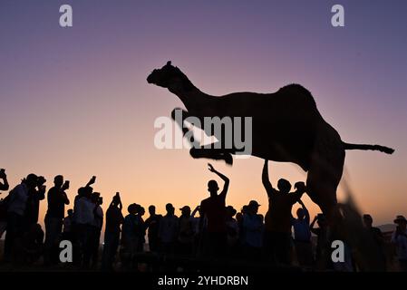 Pushkar, Rajasthan, Inde. 11 novembre 2024. La plus grande foire aux chameaux du monde à Pushkar. La Foire de Pushkar, également connue comme une foire annuelle de chameau et de bétail de cinq jours, a lieu dans la ville de Pushkar, Ajmer. Il est exécuté entre les mois d'octobre et novembre et est l'une des plus grandes foires de bétail au monde. (Crédit image : © Shaukat Ahmed/Pacific Press via ZUMA Press Wire) USAGE ÉDITORIAL SEULEMENT! Non destiné à UN USAGE commercial ! Banque D'Images