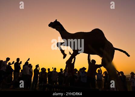Pushkar, Rajasthan, Inde. 11 novembre 2024. La plus grande foire aux chameaux du monde à Pushkar. La Foire de Pushkar, également connue comme une foire annuelle de chameau et de bétail de cinq jours, a lieu dans la ville de Pushkar, Ajmer. Il est exécuté entre les mois d'octobre et novembre et est l'une des plus grandes foires de bétail au monde. (Crédit image : © Shaukat Ahmed/Pacific Press via ZUMA Press Wire) USAGE ÉDITORIAL SEULEMENT! Non destiné à UN USAGE commercial ! Banque D'Images