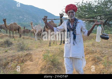 Pushkar, Rajasthan, Inde. 11 novembre 2024. La plus grande foire aux chameaux du monde à Pushkar. La Foire de Pushkar, également connue comme une foire annuelle de chameau et de bétail de cinq jours, a lieu dans la ville de Pushkar, Ajmer. Il est exécuté entre les mois d'octobre et novembre et est l'une des plus grandes foires de bétail au monde. (Crédit image : © Shaukat Ahmed/Pacific Press via ZUMA Press Wire) USAGE ÉDITORIAL SEULEMENT! Non destiné à UN USAGE commercial ! Banque D'Images