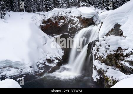 Entoure d'hiver tombe à l'orignal dans le Parc National de Yellowstone, Wyoming. Banque D'Images